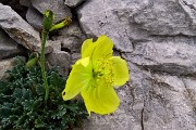 PIZZO ARERA il mattino, concerto del Bepi & The Prismas il pomeriggio al Rifugio Capanna 2000 il 26 luglio 2015 - FOTOGALLERY